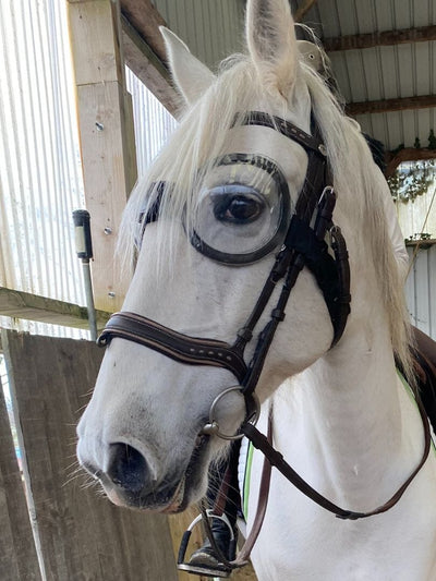 Lunettes equigoogs poneys et chevaux 100% anti-UV - transparent